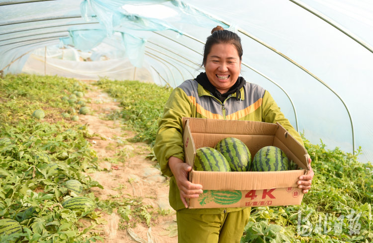 果农在南宫市明化镇胡邱村西瓜种植基地采摘西瓜。