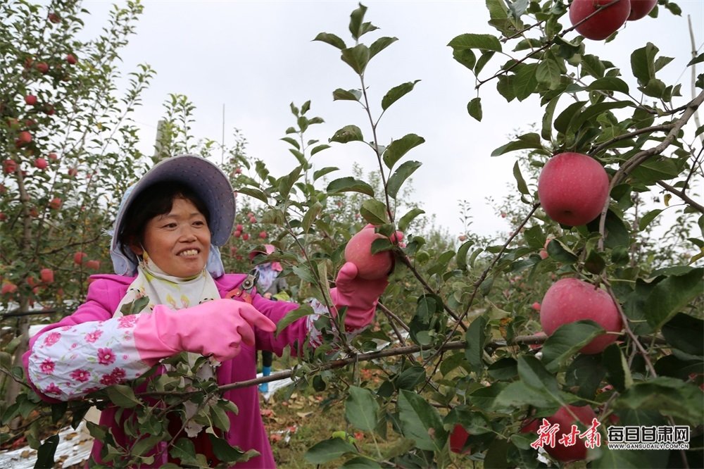 西峰区显胜乡铁楼村村民采摘苹果