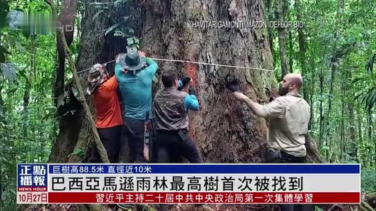 巴西亚马逊雨林最高树首次被找到