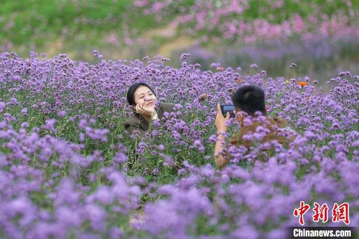 图为两位市民在紫色花海中拍照。　刘力鑫 摄