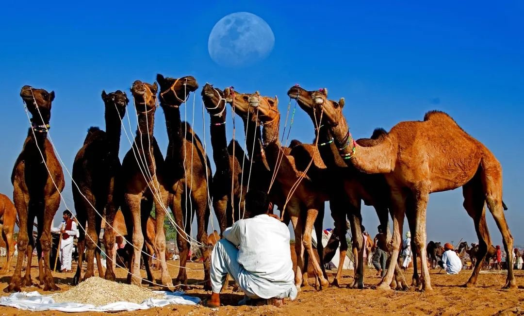 等待中的駝隊(duì)/印度/德比達(dá)斯·班納吉