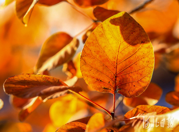 内丘县寒山风景区秋景。