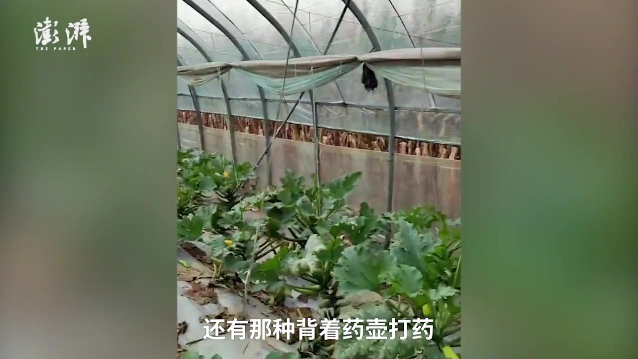 筑梦家乡|东北小伙返乡种植西葫芦：大学生卖菜并不可笑