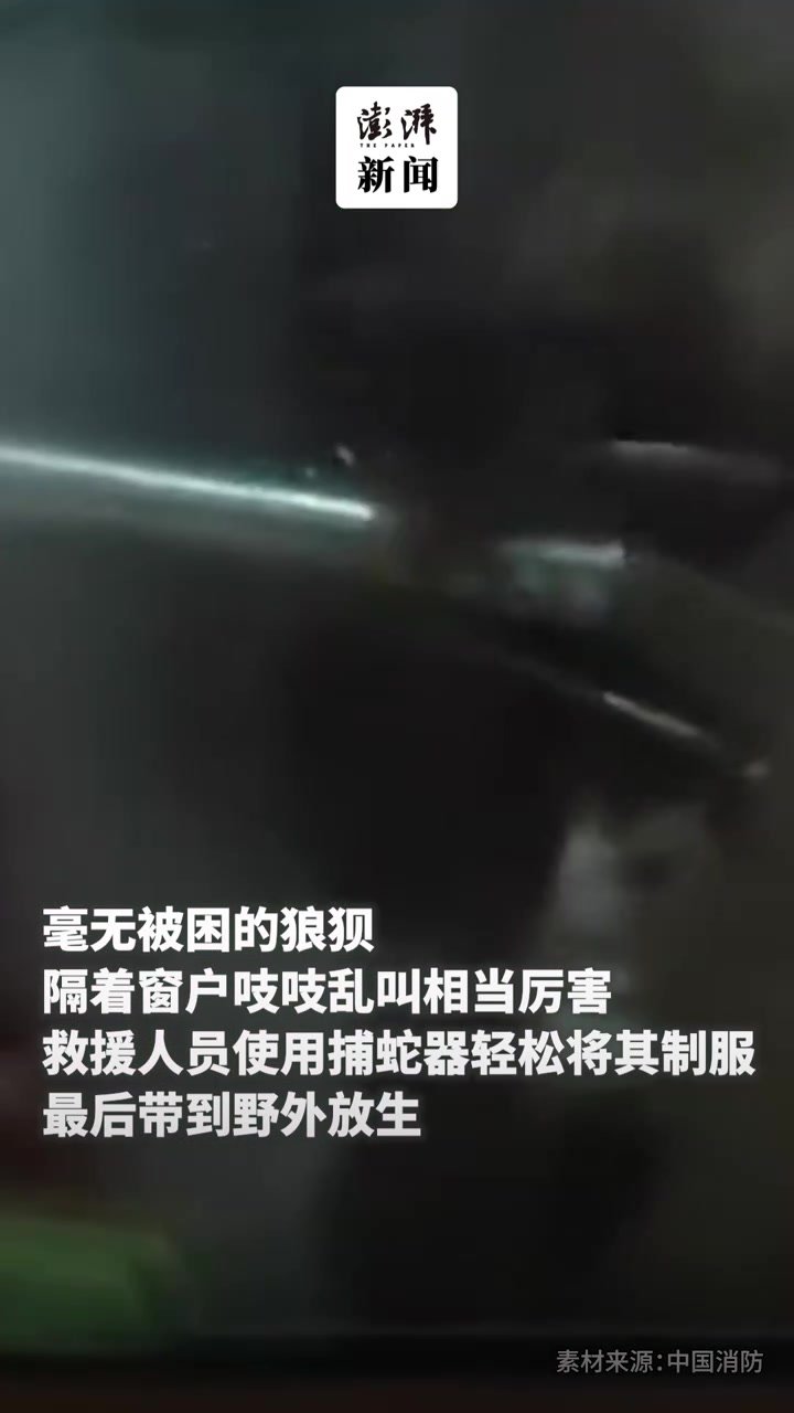 黄鼠狼夜闯民宅被发现，不忘发起超凶警告