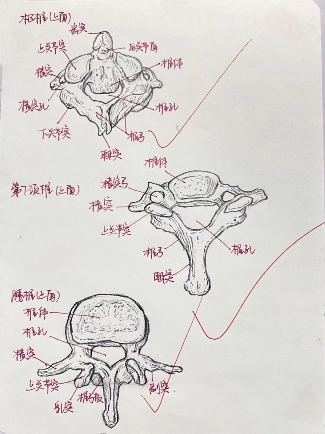 护理学院2021级 曾一轩