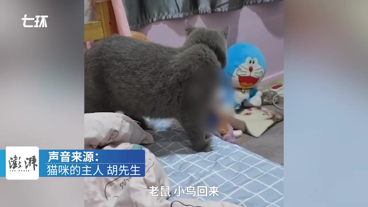 猫抓到老鼠后跳上床送主人，主人：它是散养的，常抓东西回去