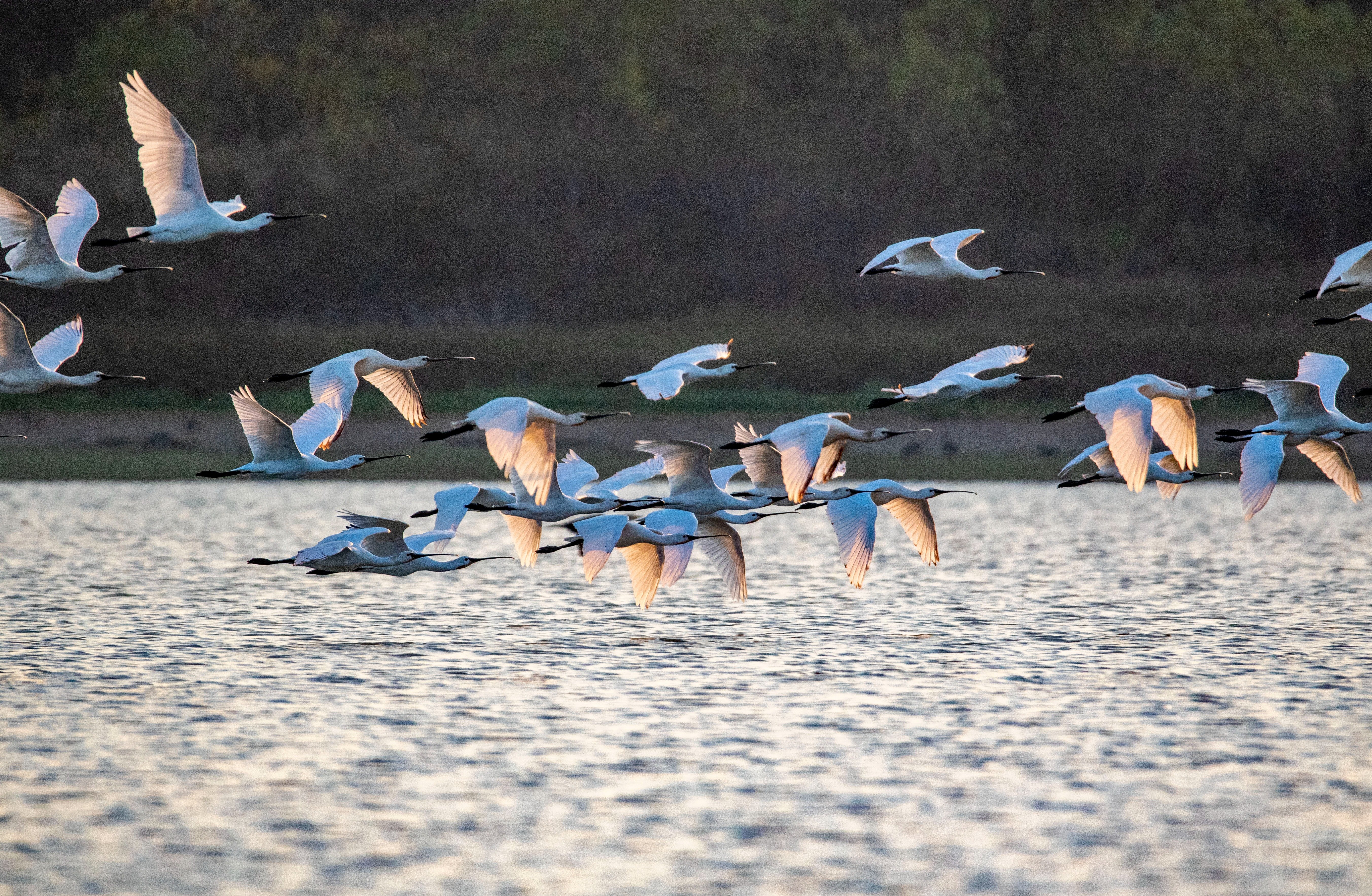 成群的越冬候鸟在江西鄱阳湖湖口水域飞翔