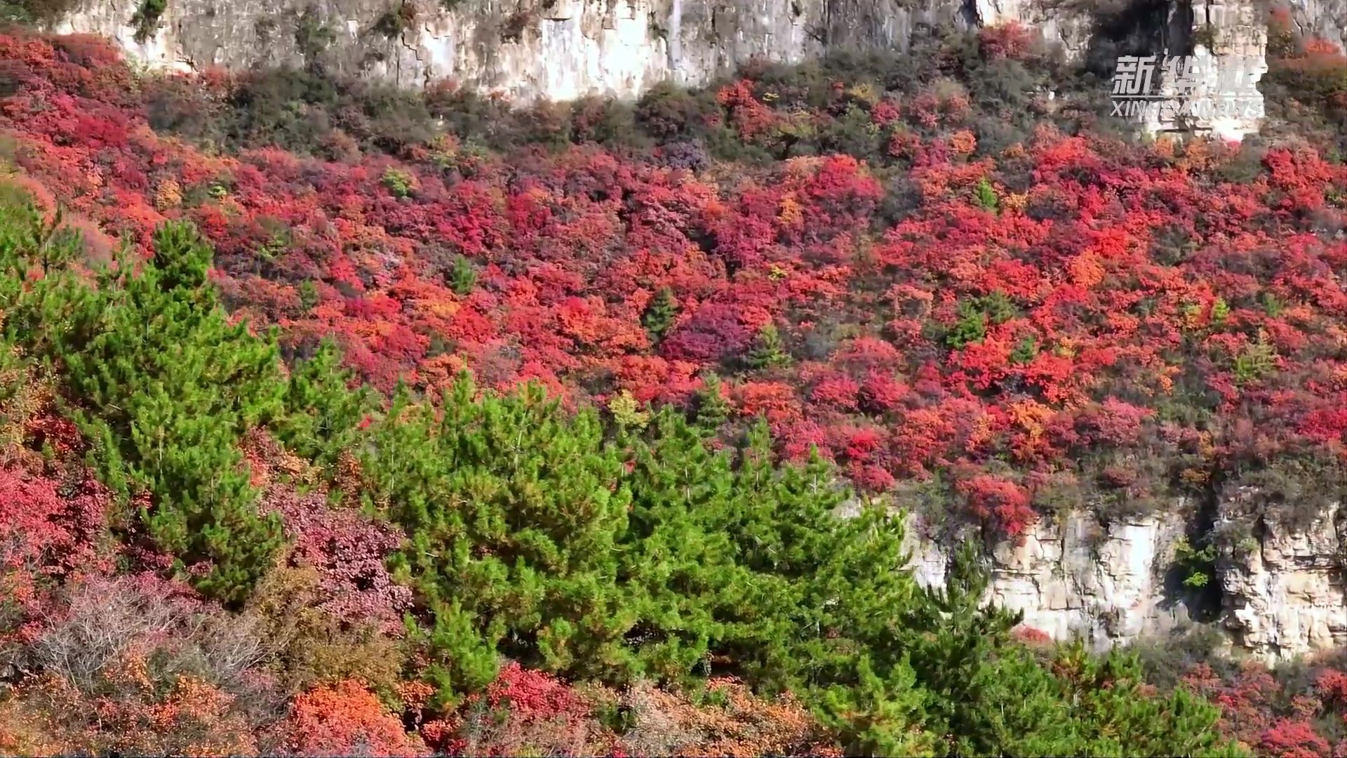 太行秋正浓 红叶漫山间