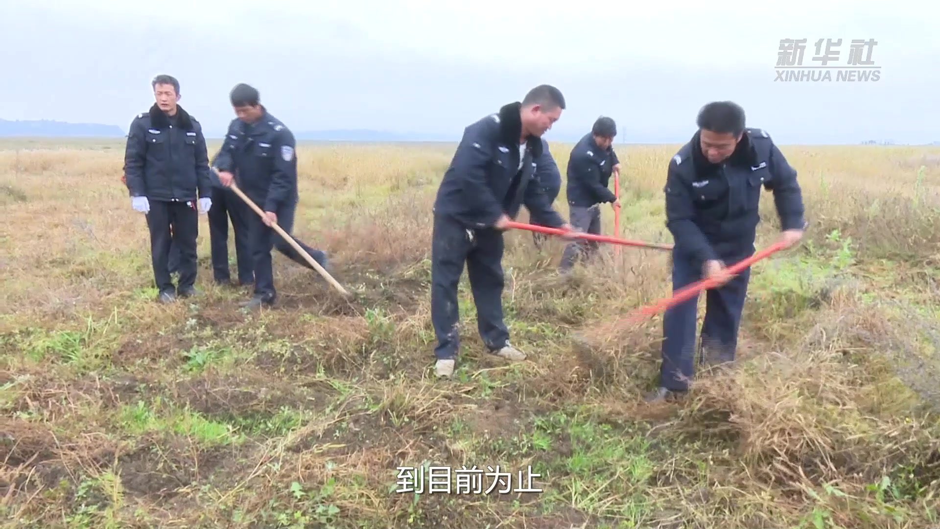 老朋友回来了 今年首批越冬黑颈鹤飞抵贵州草海