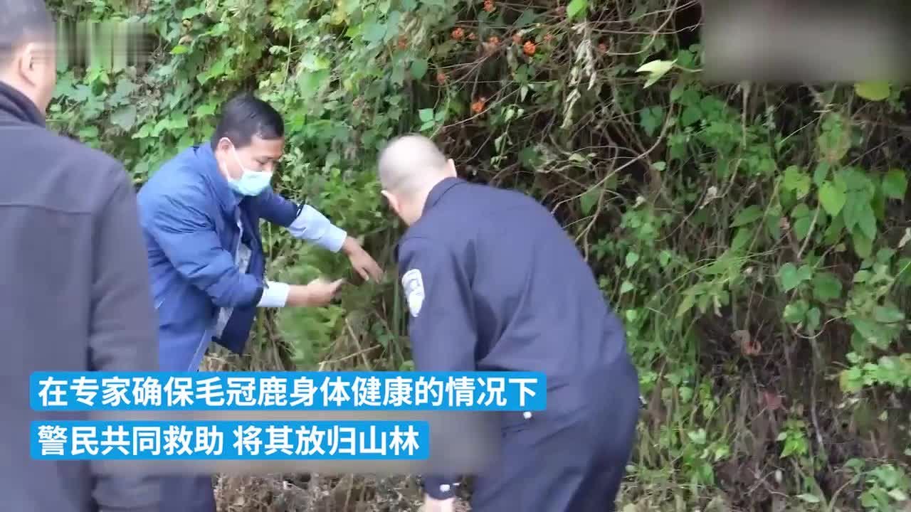 “青麂子”闯进农户家猪圈，警民将它放归山林