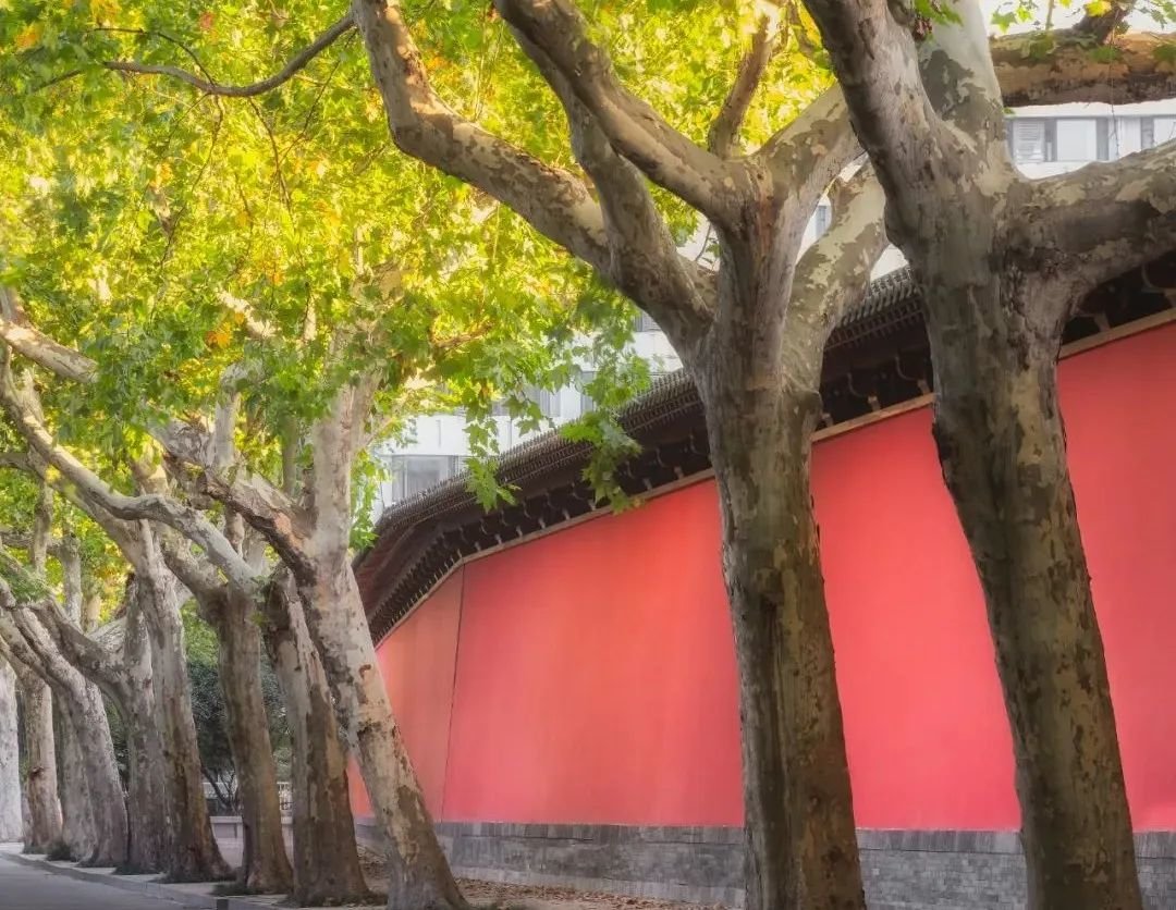 德寿宫遗址博物馆外的红墙。图源：视觉中国