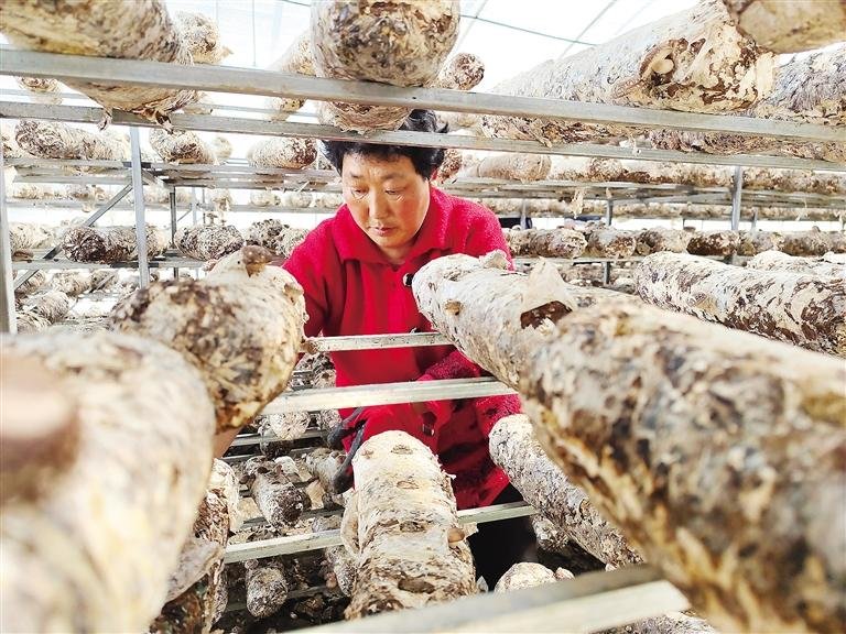 &nbsp;&nbsp;&nbsp;&nbsp;近年来，康乐县以示范区食用菌基地建设为核心，逐步形成以制种、种植、加工、销售为一体的食用菌产业链，有效提升食用菌产品附加值。目前，已建成食用菌大棚2000余座。图为工人在该县现代农业科技示范基地香菇种植园采摘香菇。麻红梅 摄