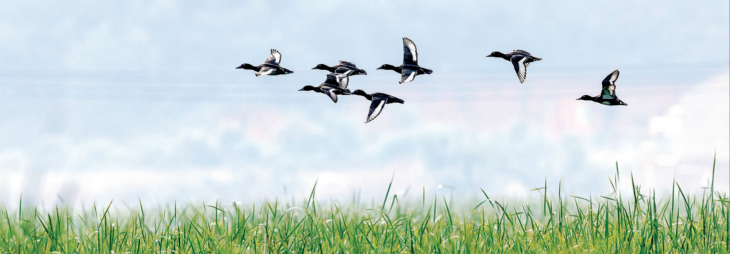 青头潜鸭在府河湿地上空自由翱翔。