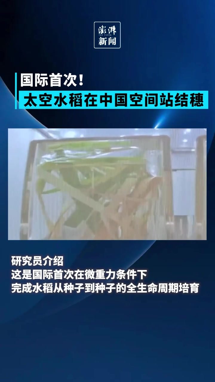 国际首次！太空水稻在中国空间站结穗