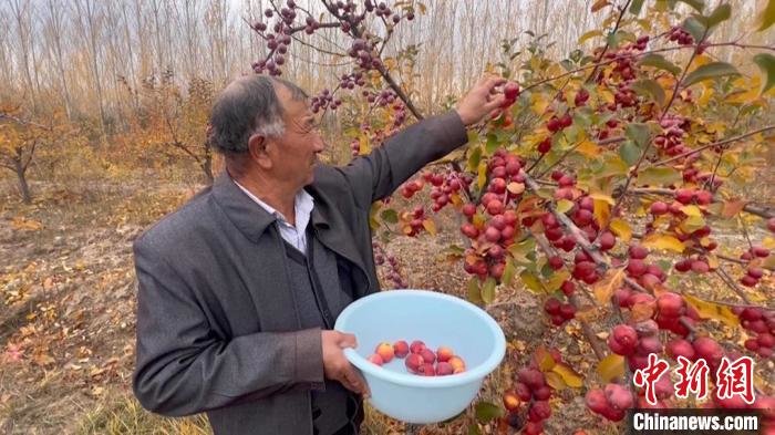 玛纳斯县塔西河乡红沙湾村村民阿不都热伊木·塔西汗在塔西河，河谷果林采摘苹果。　瓦力斯江　摄