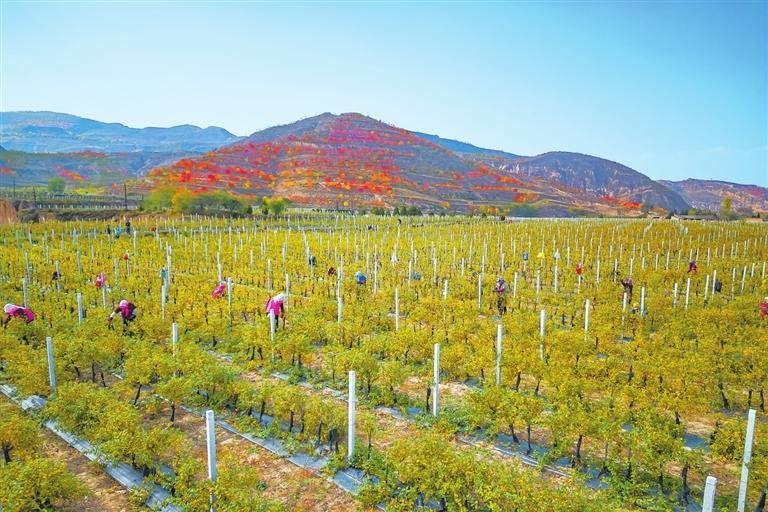     10月27日，通渭县李家店乡万亩金银花标准化种植基地，群众正在剪枝、缠膜，为来年提高金银花产量做准备。新甘肃·甘肃日报通讯员 李和 陈佰万