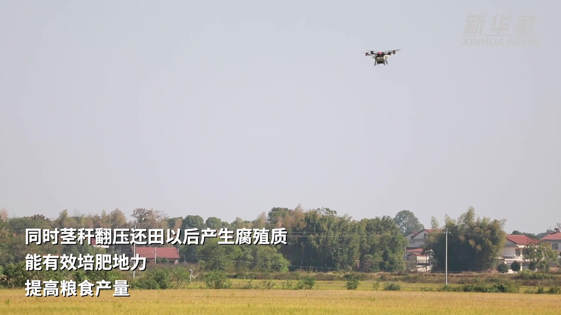 秋种紫云英　来年稻田肥