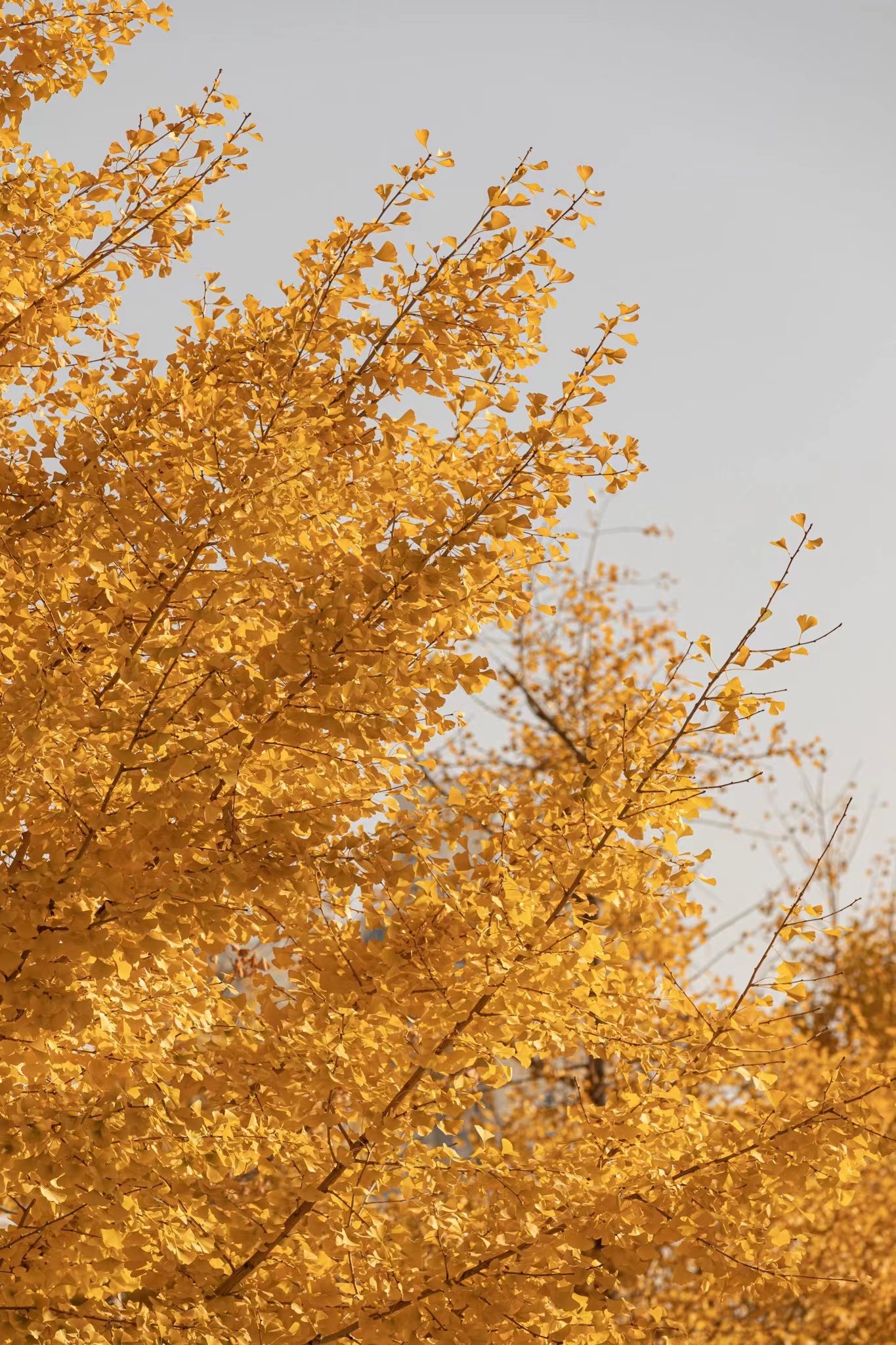 银杏黄了，肃州这一抹“秋色”令人沉醉……