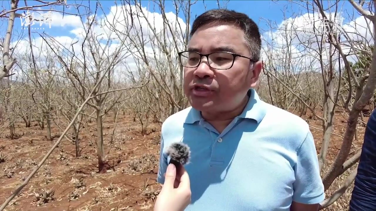 肯尼亚推广辣木和芦荟种植帮助当地居民应对干旱