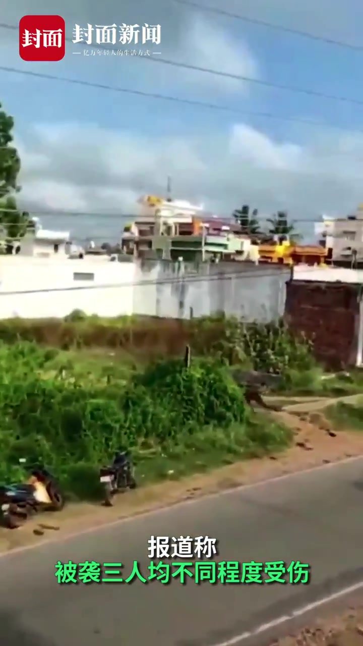 印度一豹子潜入村庄扑倒行驶的摩托车 袭击中3人受伤