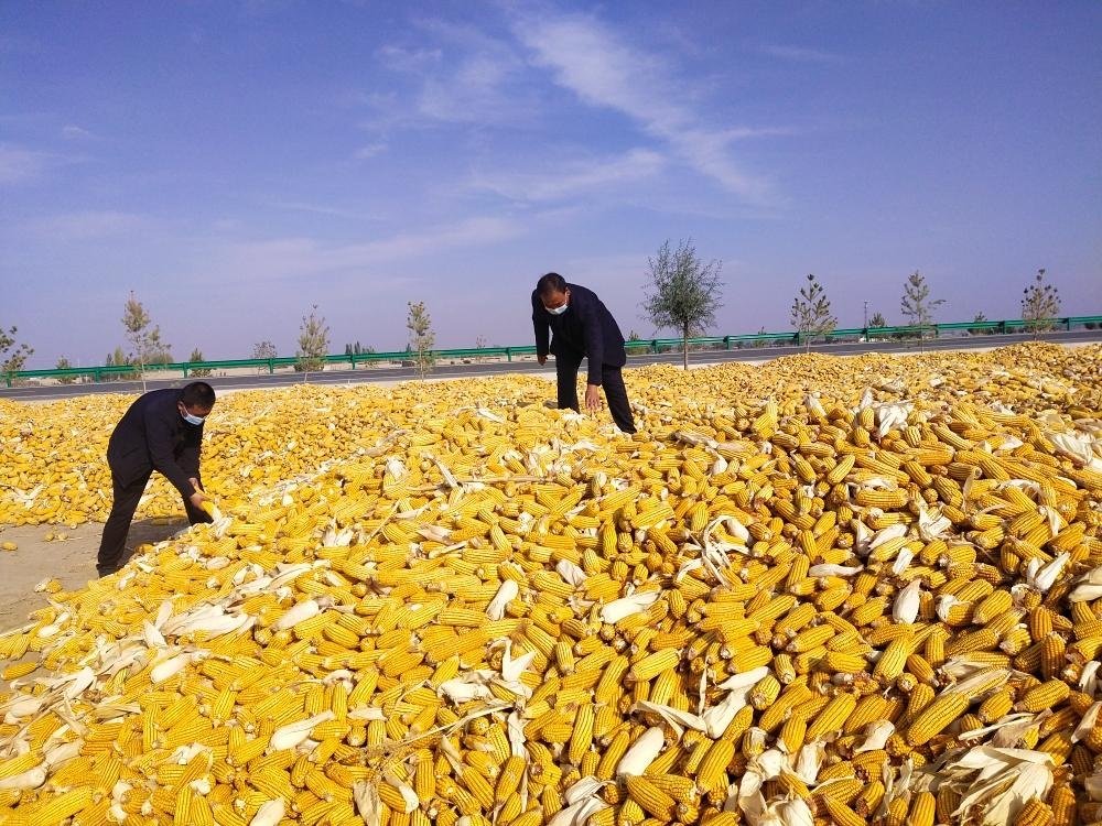 武威凉州：深刻领悟报告精神 守牢粮食安全底线凤凰网甘肃凤凰网 