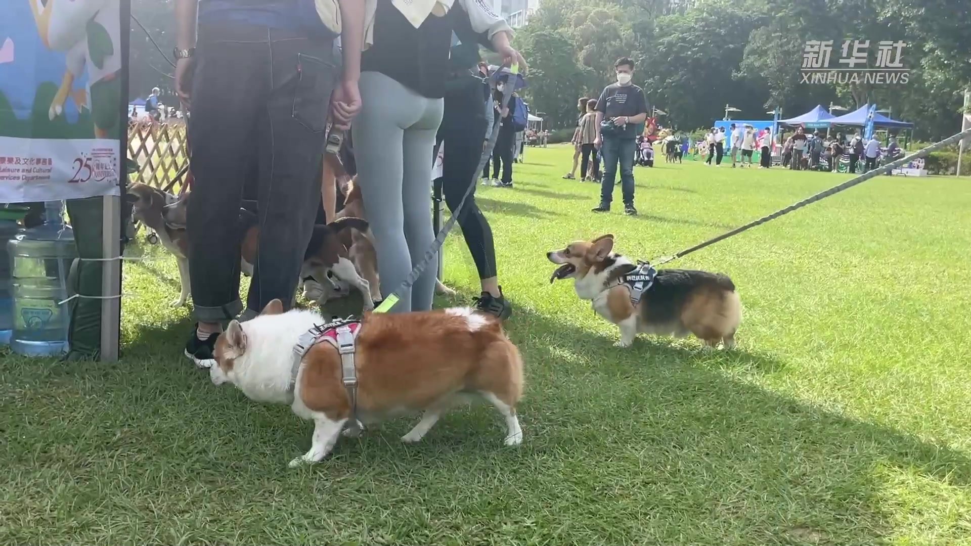 香港举行宠物嘉年华活动