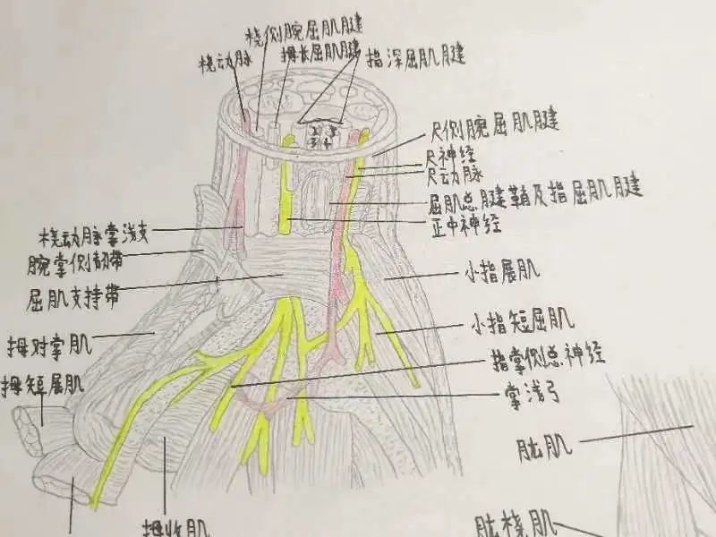 第二临床医学院2020级 李奕