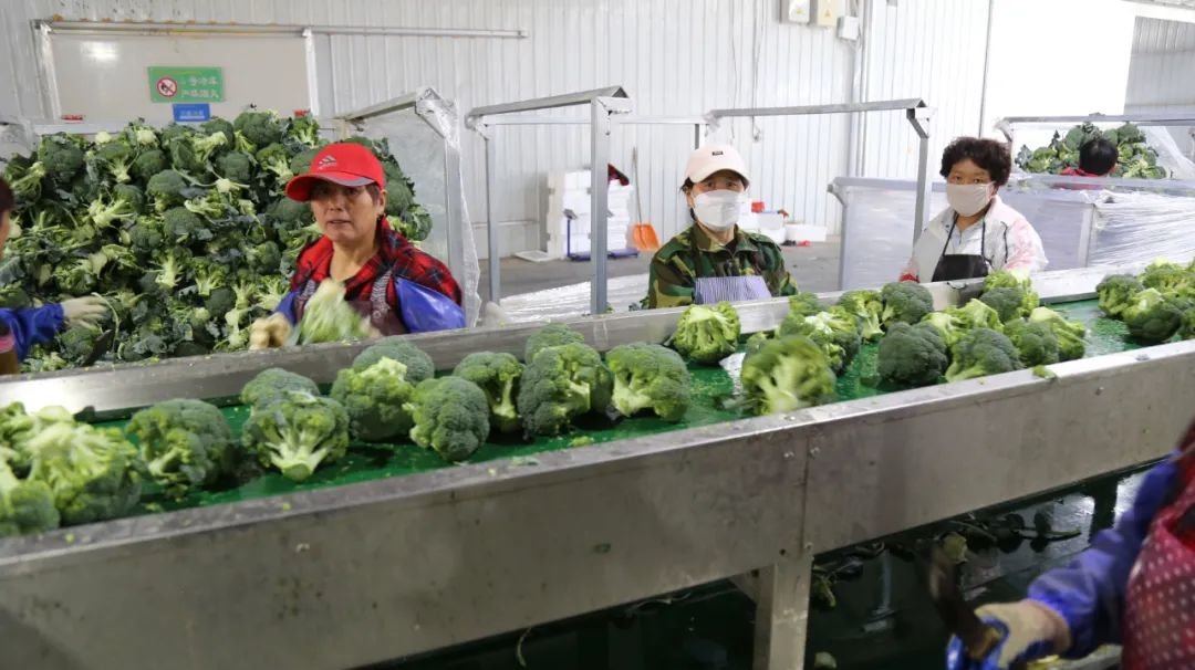 ▲陈户镇寺沟村高原夏菜产业基地加工车间