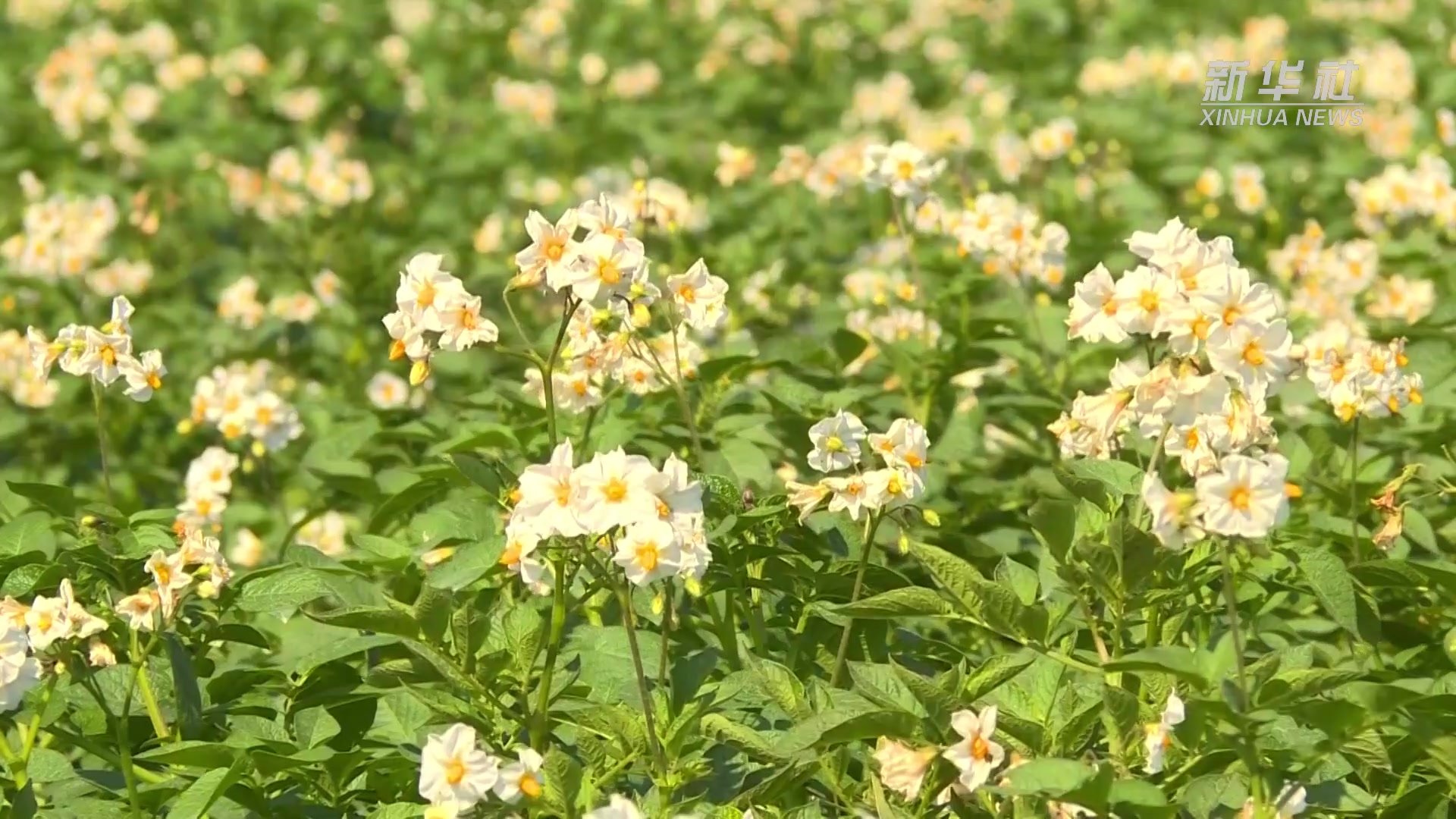 云南陆良：9万亩马铃薯花开似锦 “丰”景在眼前