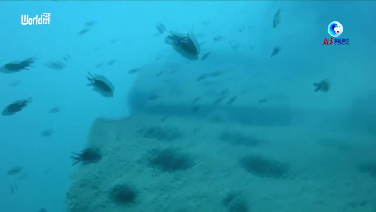 保护海洋生物多样性，巴塞罗那奥林匹克港将投放人工鱼礁