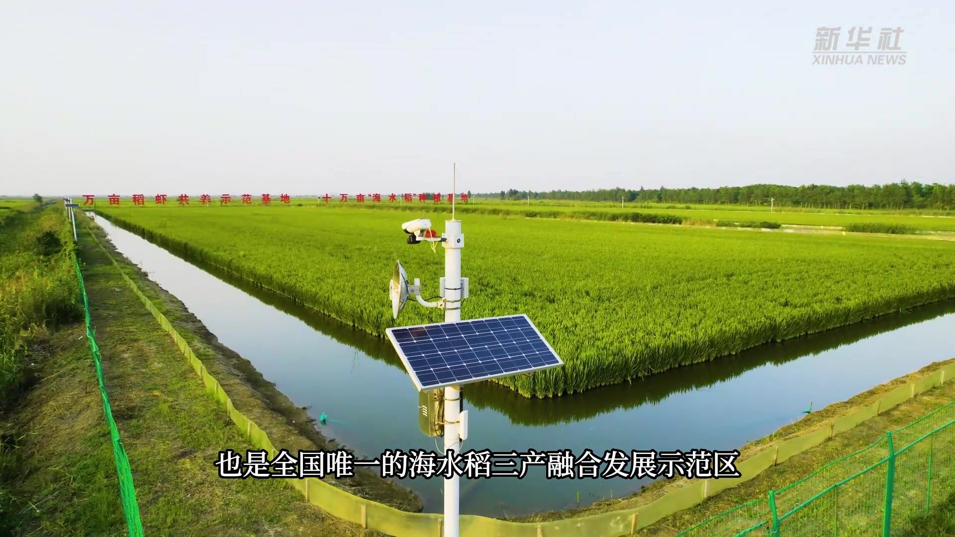 新华全媒+｜山东潍坊：海水稻亩产再创新高