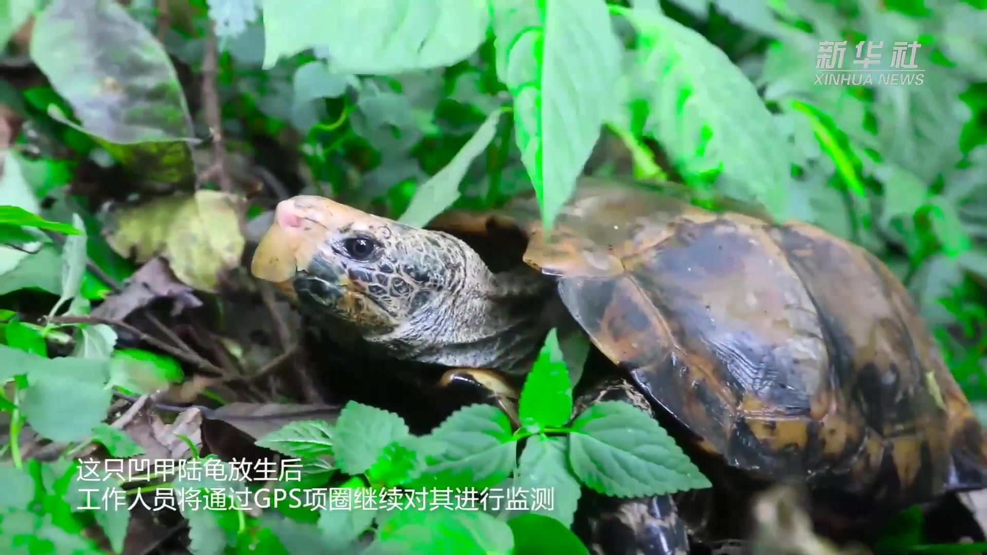 云南屏边：国家一级保护野生动物凹甲陆龟回家了