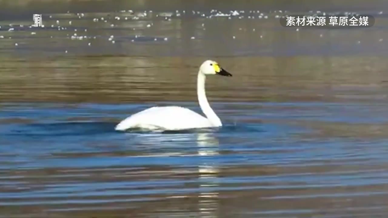 “中国冷极”呼伦贝尔根河市首次出现小天鹅，刷新最北纪录