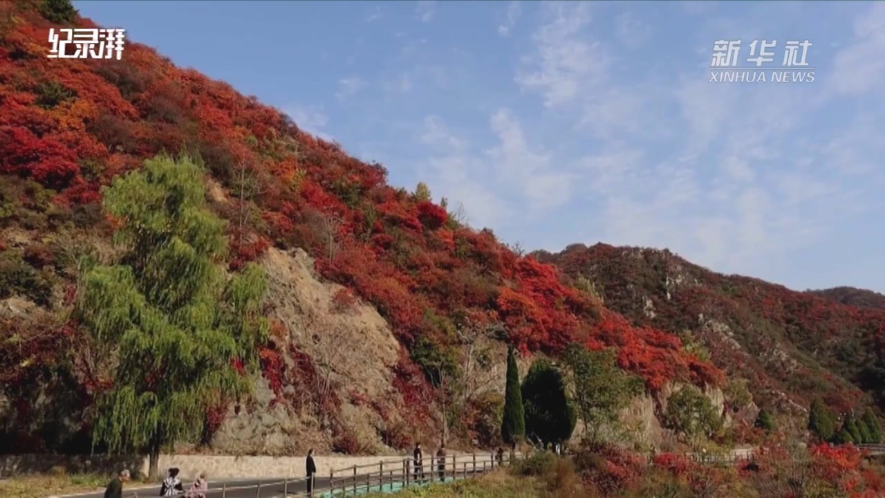 瞰见｜河南济源王屋山：漫山红叶醉秋色