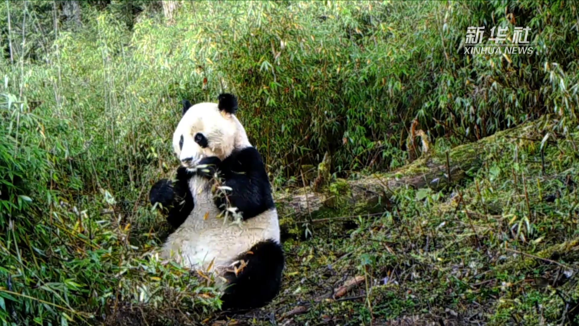 浅谈：陕西和卧龙镇也有熊猫，为什么成都的熊猫最有名？ - 知乎
