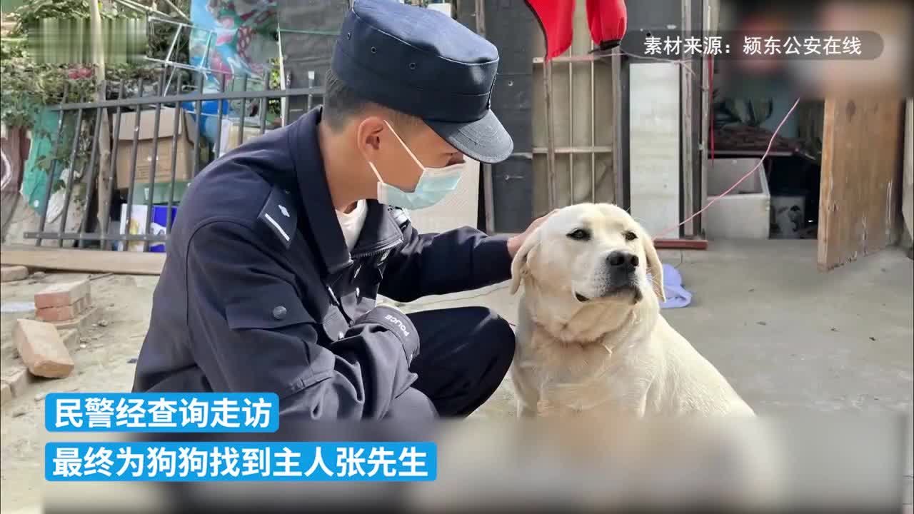 拉布拉多蹭吃蹭喝不走了，民警帮助寻找失主