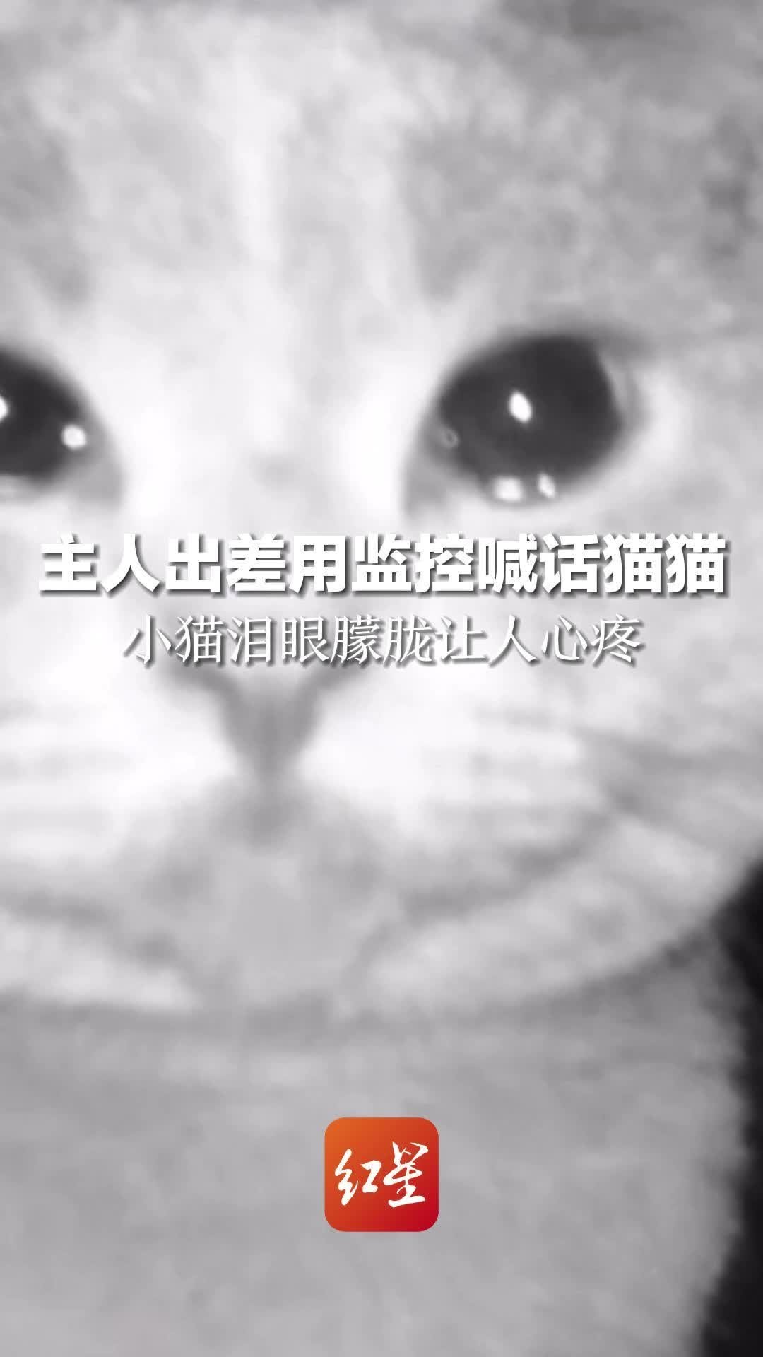 视频：深圳一小区十几只小猫接连死亡！谁是幕后黑手？_深圳新闻网