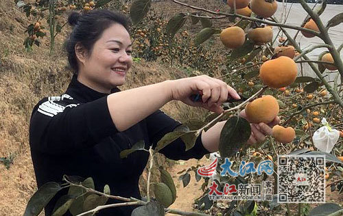 游客在赣州市寻乌县采摘柿子