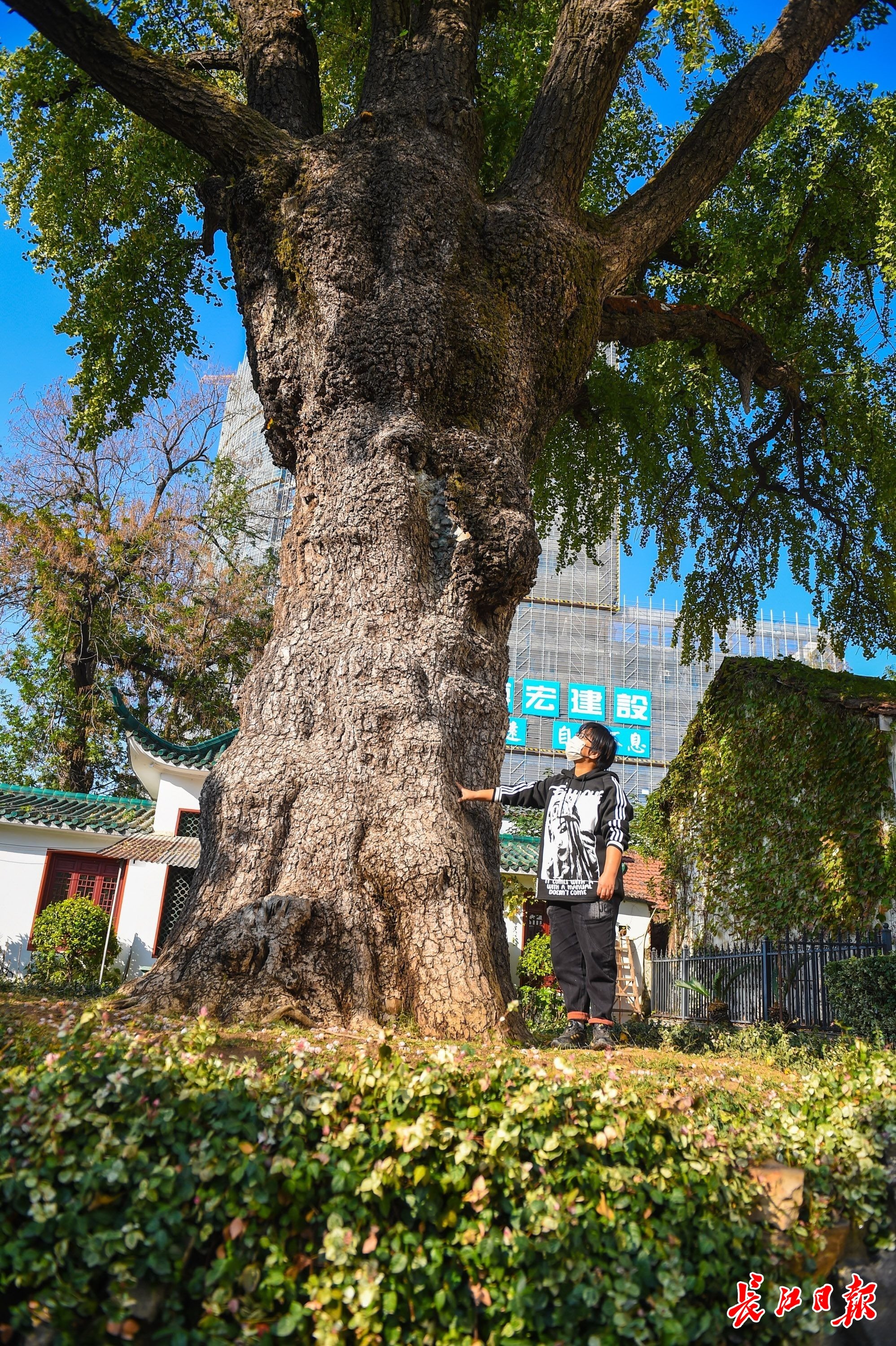 郑琴绕着“汉阳树”观察生长情况。记者许魏巍 摄