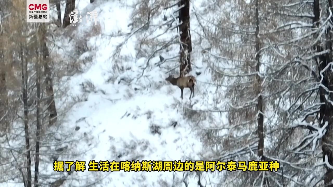 马鹿下山觅食，网友：雪地上一颗颗“小心心”在奔跑