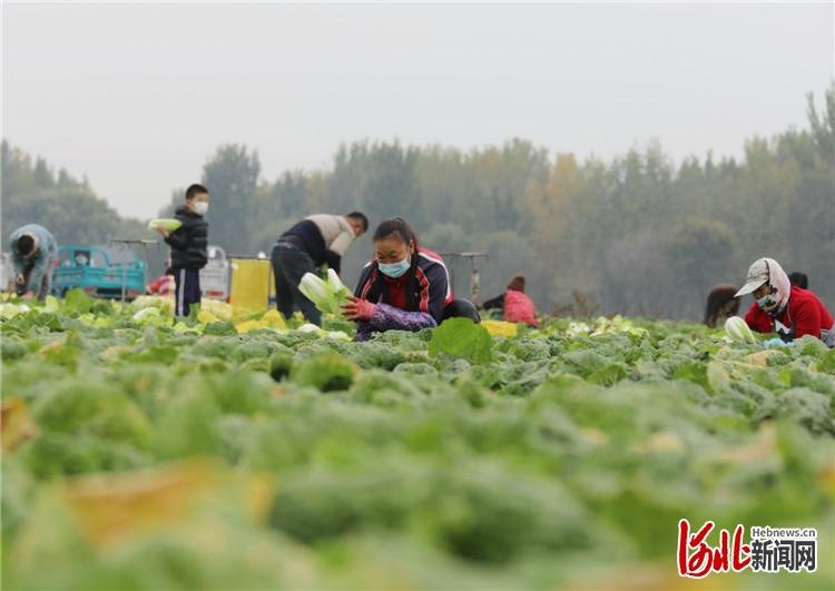 图为在固安县宫村镇辛立村，菜农们正收割白菜。