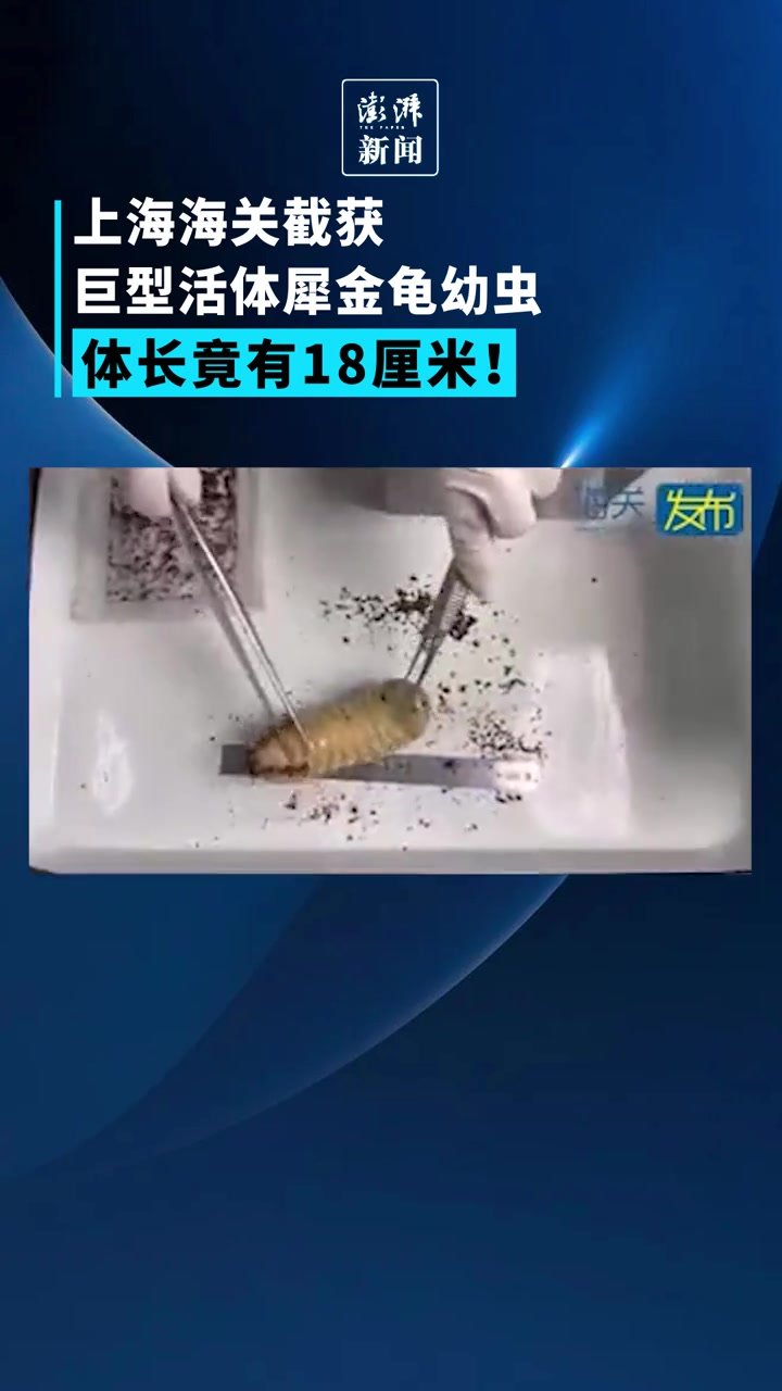 上海海关截获巨型活体犀金龟幼虫，体长竟有18厘米