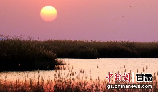 大漠水库冬景撩人：芦苇摇曳 飞鸟归巢
