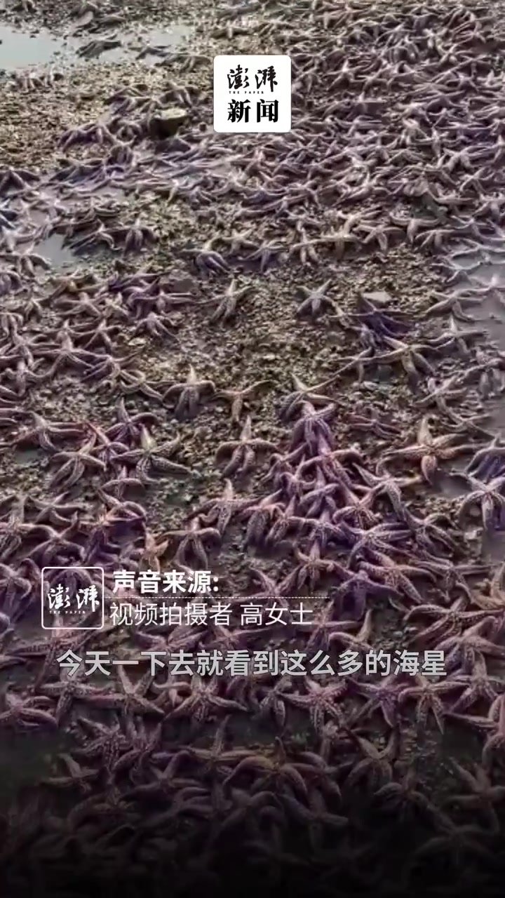 青岛市民在一处海滩发现大量海星：无处下脚