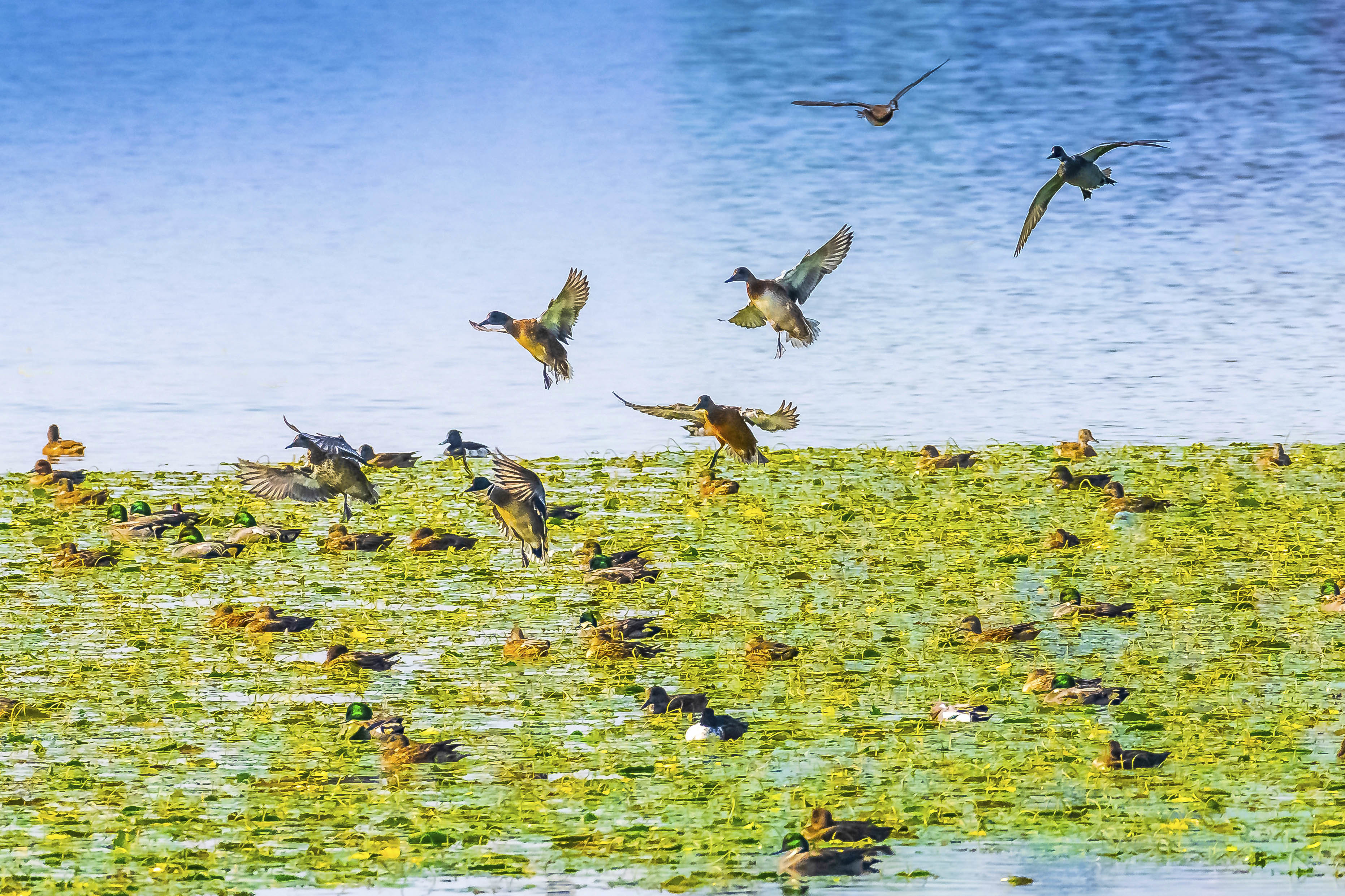 2019年12月10日,梁平区双桂湖国家湿地公园,野鸭在荇菜中觅食