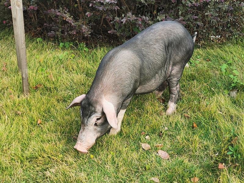 湖南省长沙市:院士领衔探索生猪产业高质量发展新路径凤凰网湖南_凤凰