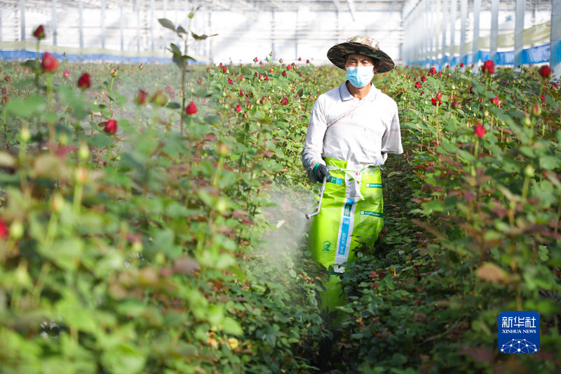 11月6日，工人在甘肃省兰州新区现代农业示范园给花卉喷灌。新华社记者 马希平 摄