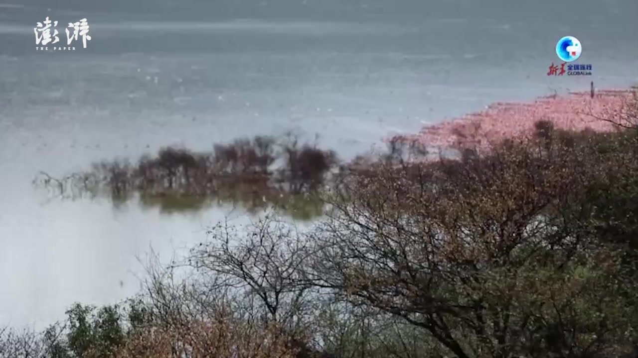 湿地之美丨肯尼亚博戈里亚湖国家保护区