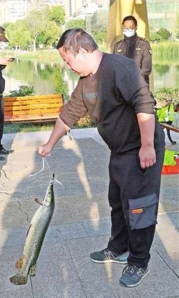 被捕获的鳄雀鳝。