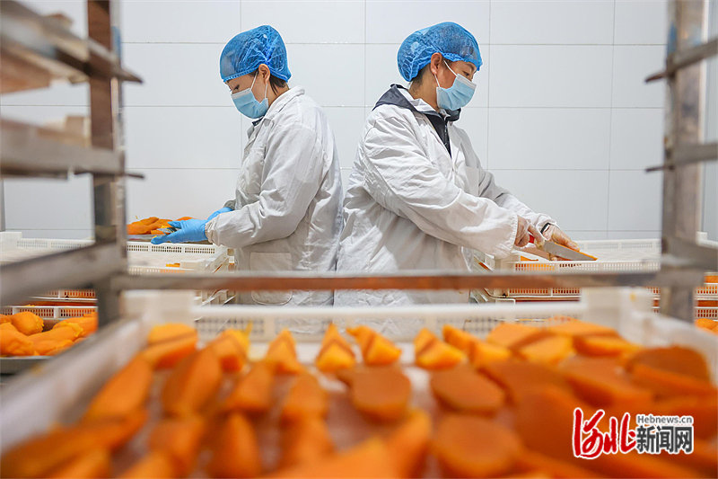 图1:务工农民在迁西县汉儿庄镇北峪子村利泉板栗专业合作社生产车间内加工红薯干。 通讯员李少华摄.jpg